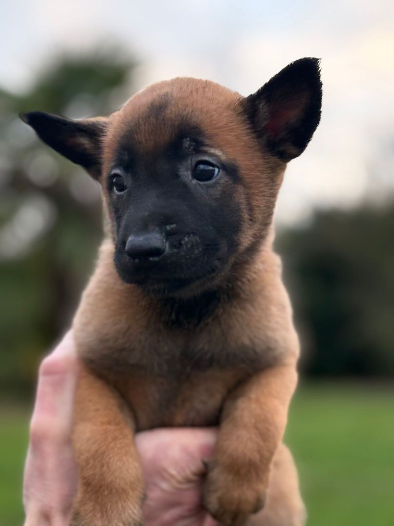 Du Domaine Des Minis Justiciers - Chiots disponibles - Berger Belge