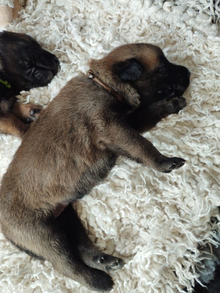 Du Domaine Des Minis Justiciers - Chiots disponibles - Berger Belge