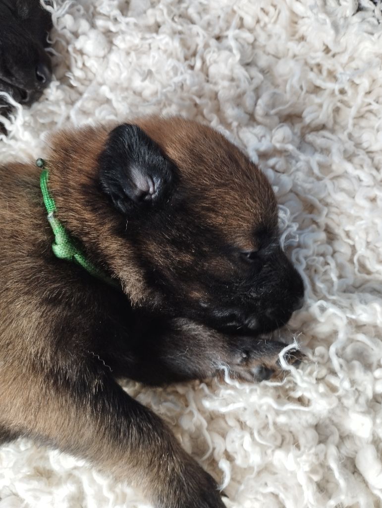 Du Domaine Des Minis Justiciers - Chiots disponibles - Berger Belge
