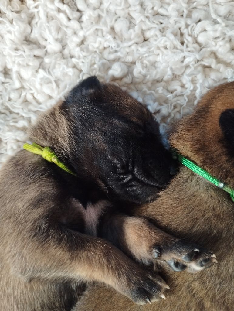 Du Domaine Des Minis Justiciers - Chiots disponibles - Berger Belge