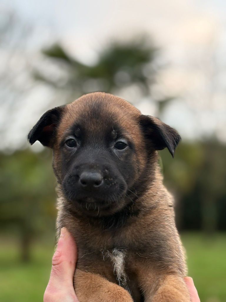 Du Domaine Des Minis Justiciers - Chiots disponibles - Berger Belge