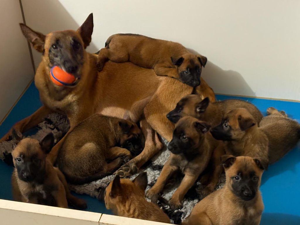 Chiot Berger Belge Du Domaine Des Minis Justiciers