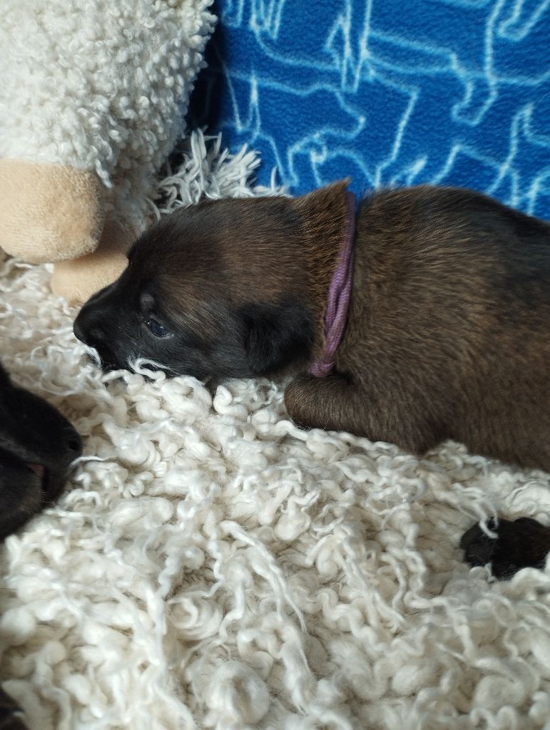 Du Domaine Des Minis Justiciers - Chiots disponibles - Berger Belge