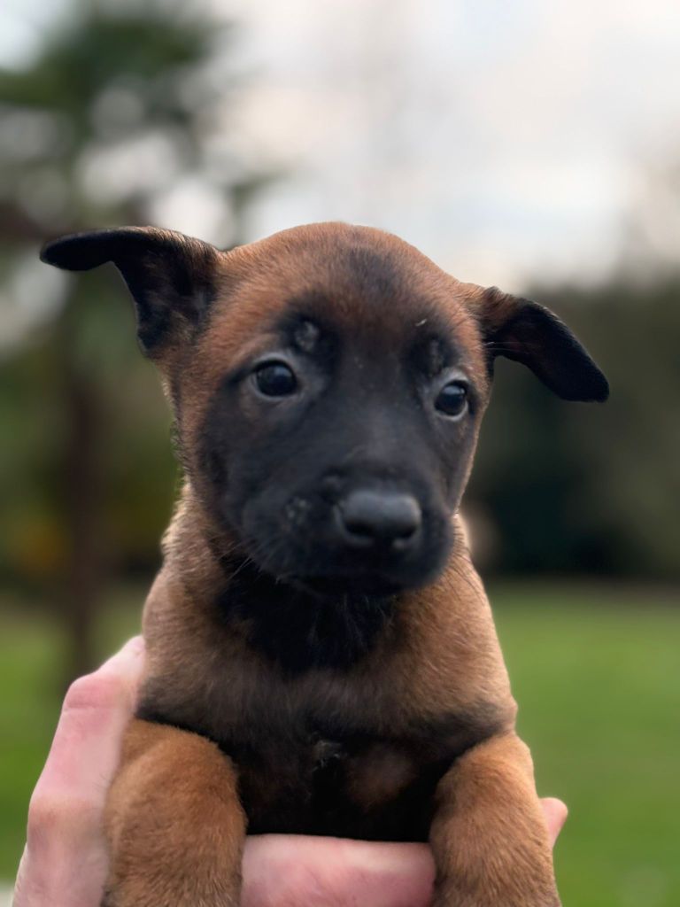 Du Domaine Des Minis Justiciers - Chiots disponibles - Berger Belge