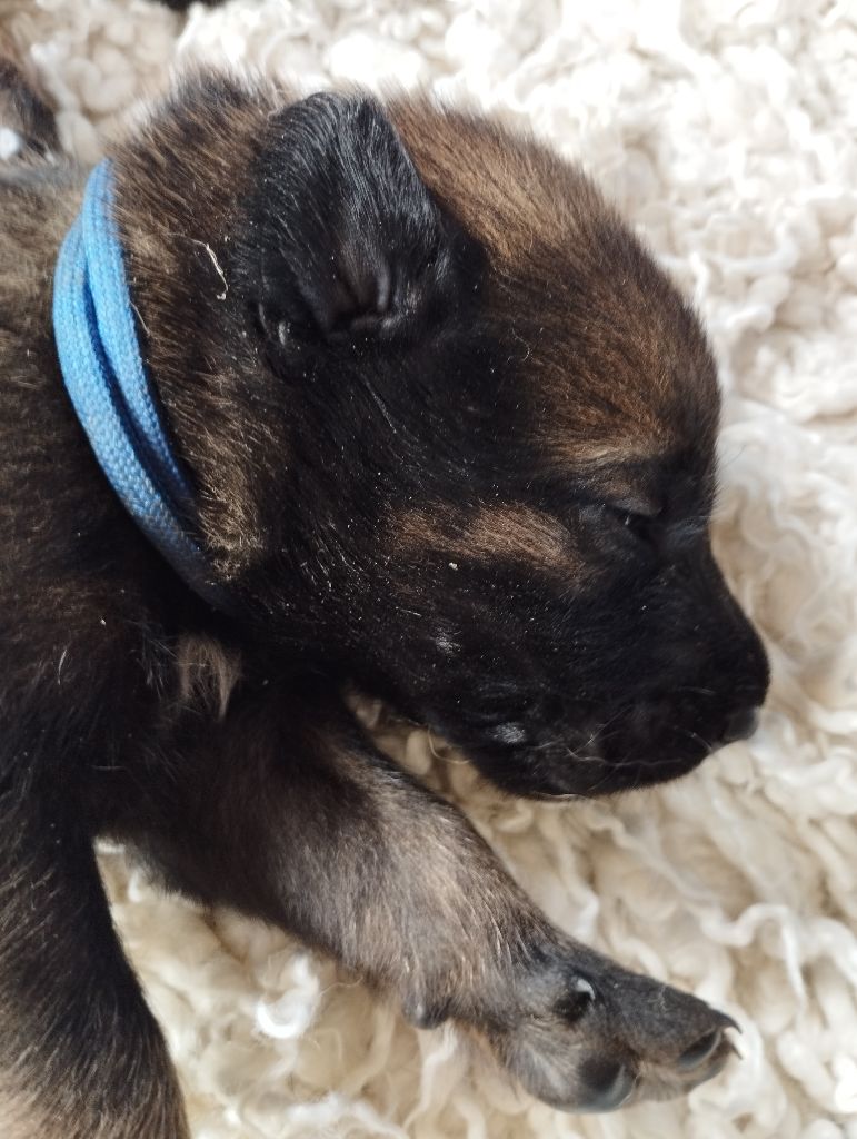 Du Domaine Des Minis Justiciers - Chiots disponibles - Berger Belge