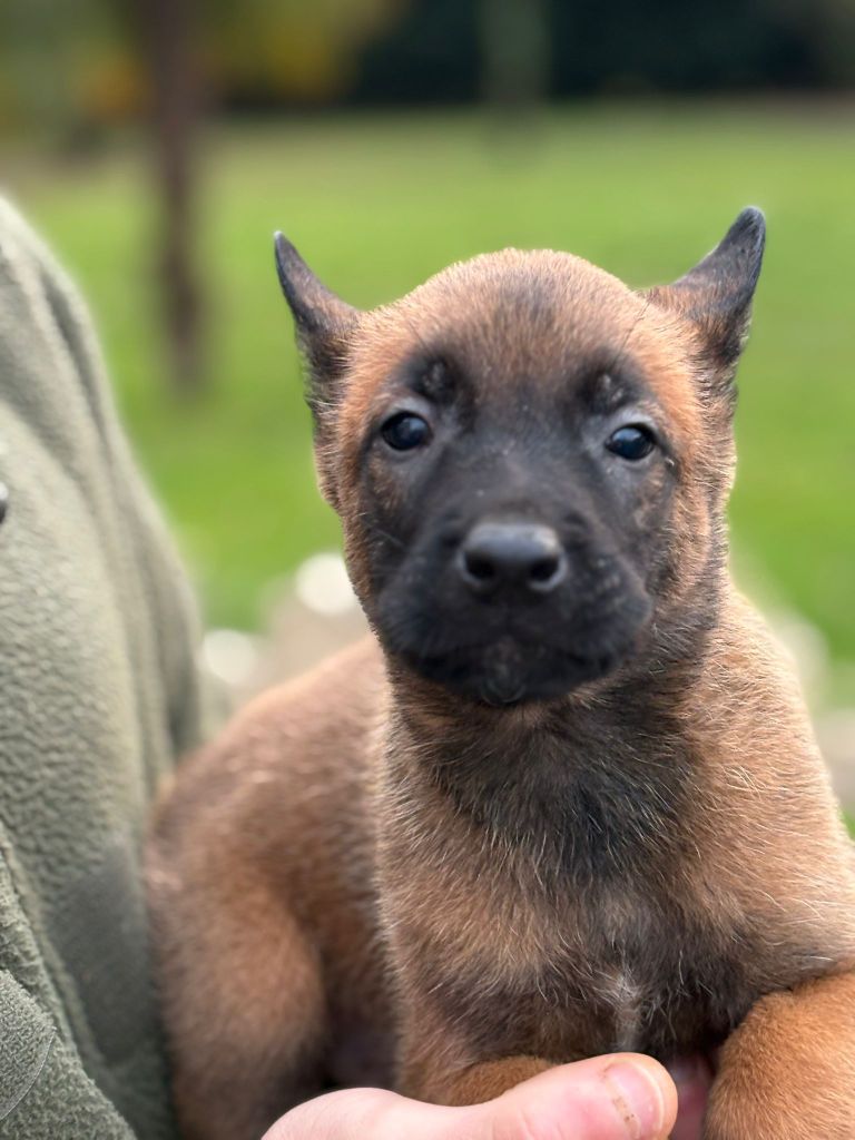 Du Domaine Des Minis Justiciers - Chiots disponibles - Berger Belge
