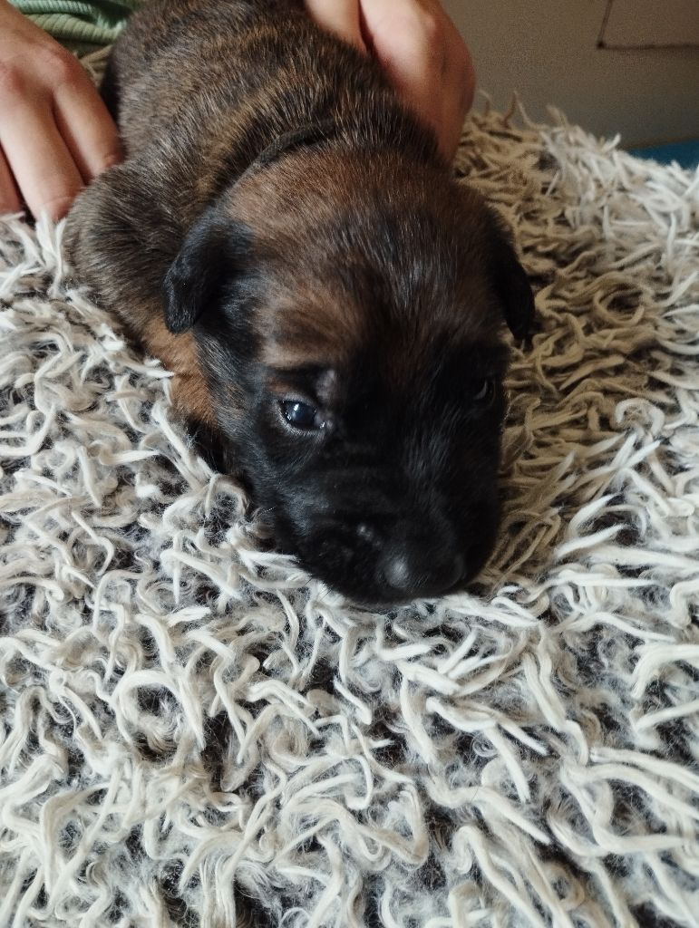 Du Domaine Des Minis Justiciers - Chiots disponibles - Berger Belge