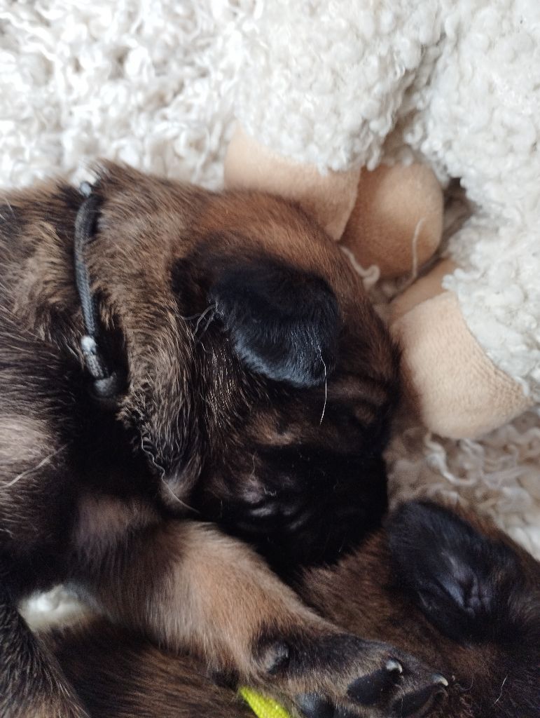 Du Domaine Des Minis Justiciers - Chiots disponibles - Berger Belge