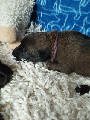 CHIOT 10