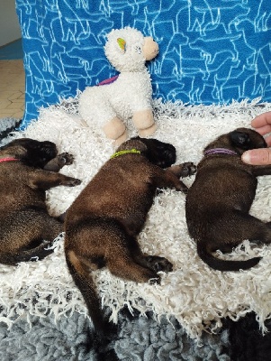 CHIOT 9