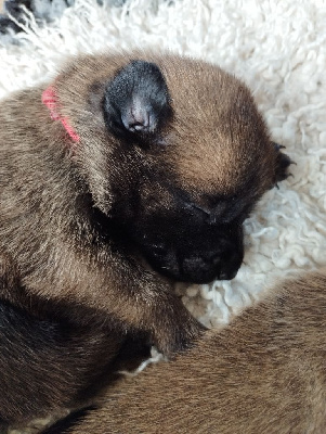 CHIOT 5