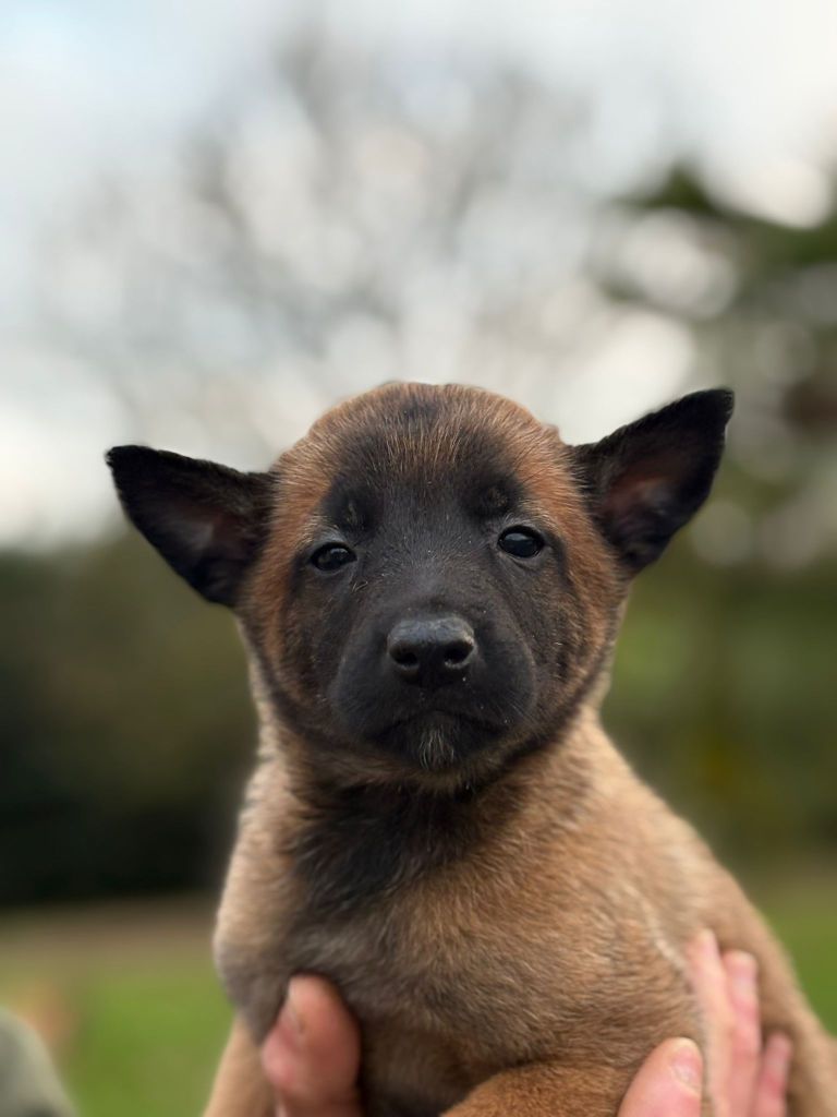 Du Domaine Des Minis Justiciers - Chiots disponibles - Berger Belge