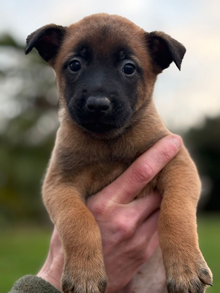 Du Domaine Des Minis Justiciers - Chiots disponibles - Berger Belge