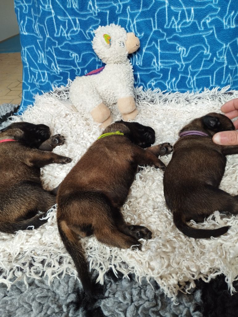 Du Domaine Des Minis Justiciers - Chiots disponibles - Berger Belge