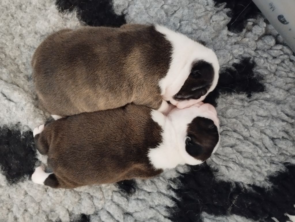 Du Domaine Des Minis Justiciers - Boston Terrier - Portée née le 05/07/2025