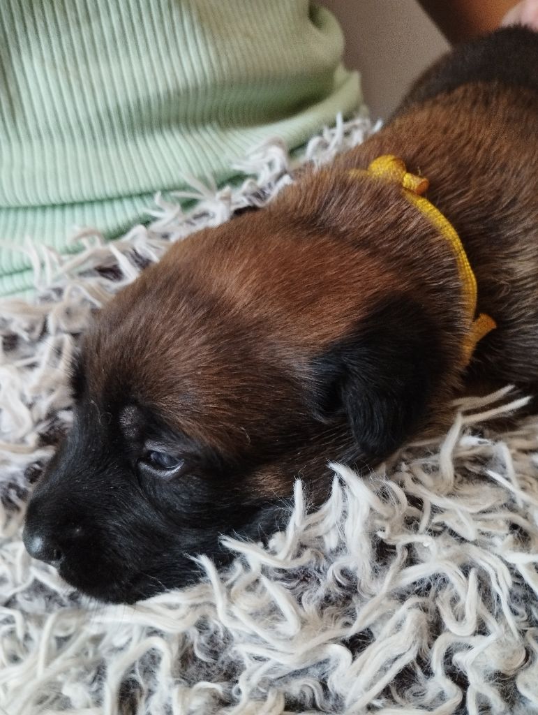 Du Domaine Des Minis Justiciers - Chiots disponibles - Berger Belge