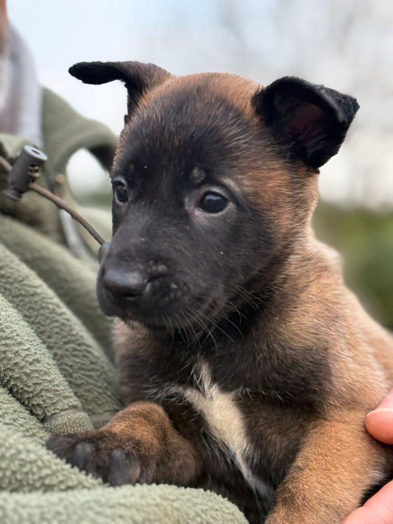 Du Domaine Des Minis Justiciers - Chiots disponibles - Berger Belge